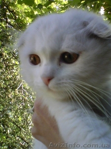 шотландские котята прямоухие и вислоухие #679708