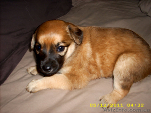 Отдам в хорошие руки щенков  #685775