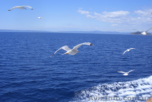 Туроператор,  Подольский р-н #687879