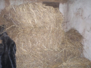 Крымское сено в тюках #693015