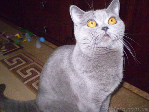 Британские  прямоухие котята. #684997