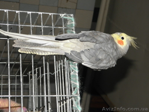 Продам очаровательного попугай с клеткой #700167