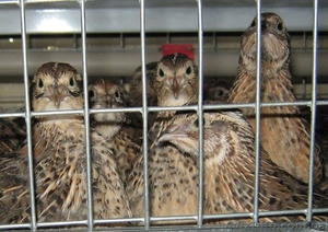 суточные перепела #693624