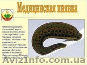 БИОФАБРИЧНАЯ медицинская пиявка.Продажа медицинской пиявки #680068