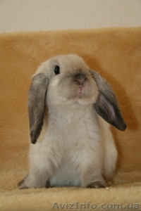 Декоративные кролики (^-^) #681969