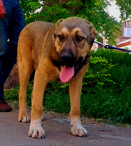 Щенки среднеазиатской овчарки ( Алабай ) #676384