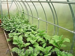 Теплицы по низким ценам от производителя  #680943