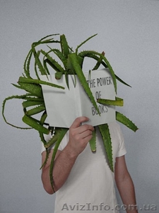 Курсы скорочтения и развития памяти #698011