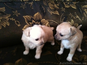 продам щенков Чихуахуа( мини) #719628