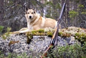 Патронташ странствий - охота профессионалов  #718011