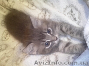 Живой котенок ищет хозяина #716509