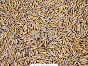 Овес голозерний #724700