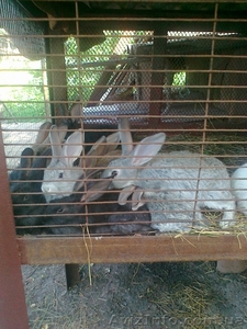 Продам кролей крупной породы #713858