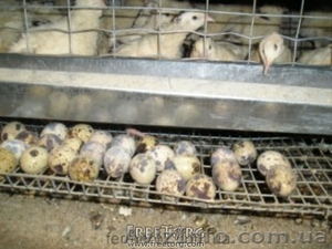 яйца перепелиные,  мясо перепелов #338499