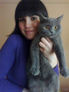 очаровательный шотландские котятка #709039