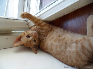 Отдам котят в хорошие руки! Бесплатно! #723648