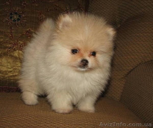 Померанские шпицы  щенки редких окрасов. #723887