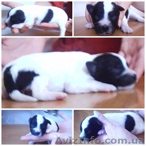 Отдам в хорошие руки щенков звоночков #707633