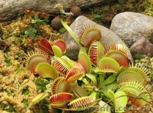 растения хищники,  плотоядные растения #727431