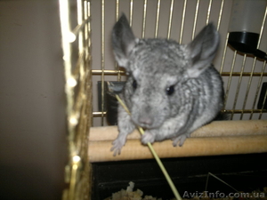 продаю годовалых шиншилл,  клетку #710738