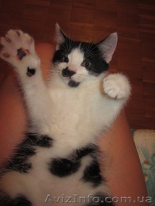 Котенок в добрые руки даром #724198