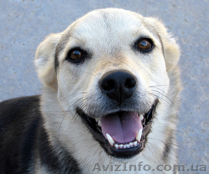 Гостиница для собак ВИННИЦА #721822