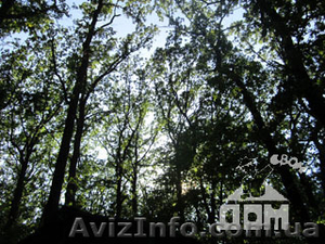 Участок ор-р Форест Парк #728357