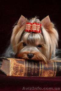 Стрижка собак декоративных пород. #704192