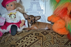 Мини девочка чихуахуа #717675