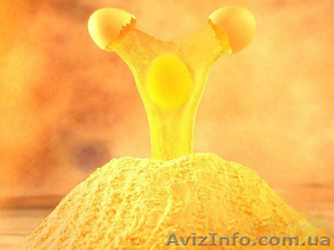 Яичный порошок. #706917