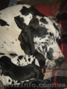 немецкий дог щенки мраморного и черного окраса #711013