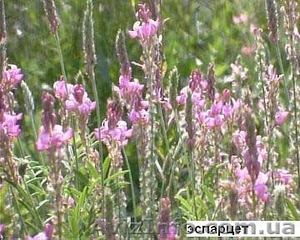 Продаю семена эспарцета и других медоносных растений #726603