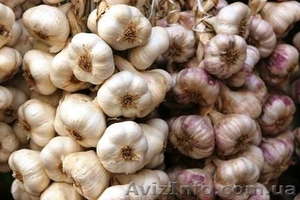 продам оптом чеснок севок #709171