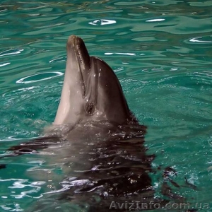 земельный участок Генический район с. Счасливцево #707117