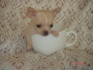 Элитные щенки породы Чихуахуа #696106