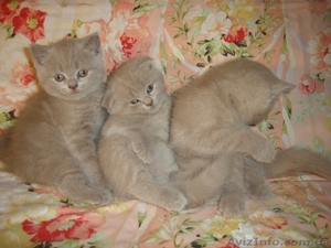 ШОТЛАНДСКИЕ ВИСЛОУХИЕ И ПРЯМОУХИЕ КОТЯТА. #700609