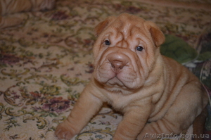 Щенки шарпея ищут хозяев #724404