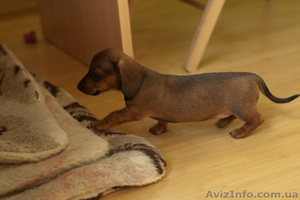 Щенки карликовой гладкошерстной таксы  #718291