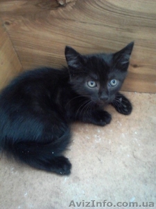 Отдам чёрного полупушистого котёнка,  мальчик 3 мес. #717953