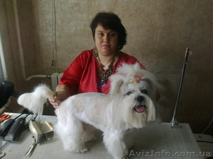 Стрижка самых любимых собак и котов. #728814