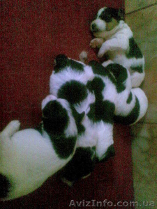 Фокстерьер щенки #83360