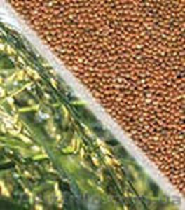 куплю зерно на постоянной основе #724782