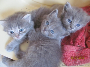 кошечки британки #708234