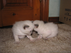 Продаю котят тайской породы #724612