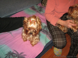 Продам 2 ух супермине щенков йоркширского терьера #726368