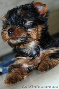 маленькие щенки йорка,  2 мес. #721592