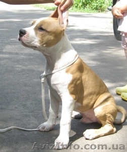 Щенки Американского Стаффордширского Терьера правнуки Чемпиона Мира #710085