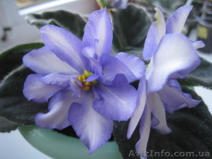 Фиалки? листики,  детки #706556