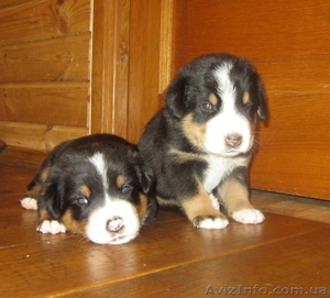Щенки Большого Швейцарского зенненхунда! Россия #718552