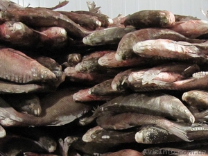 Продам свежую речную рыбу,  охлаждённую и свежемороженую #709245